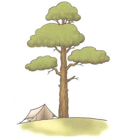 Дерево сосна