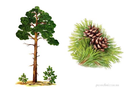 Высокое дерево для детей