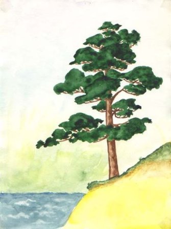 Сосна рисунок карандашом