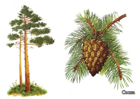 Сосна рисунок