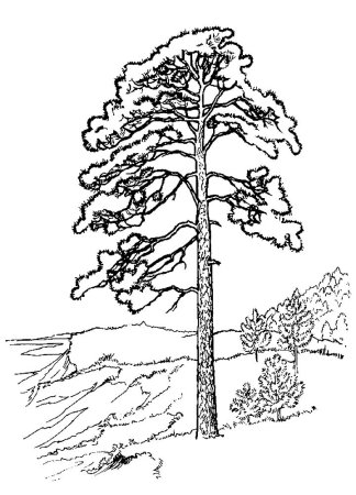 Сосна раскраска для детей