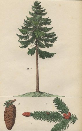 Поэтапное рисование сосны карандашом