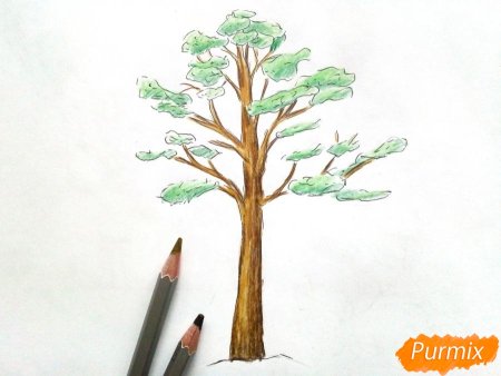 Рисование сосны и ели