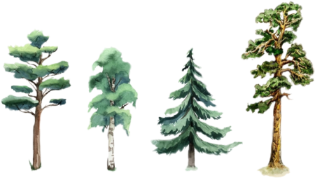 Сосна схематично