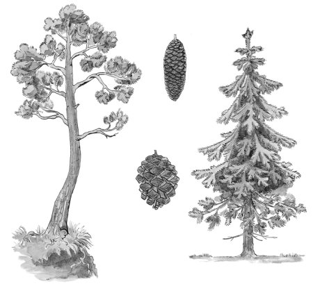 Поэтапное рисование сосны