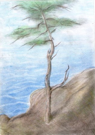 Иллюстрация к сказке Шишкова кедр