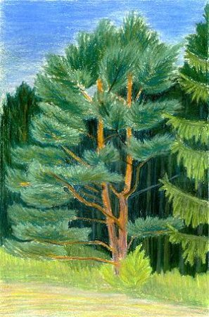 Сосна мультяшная