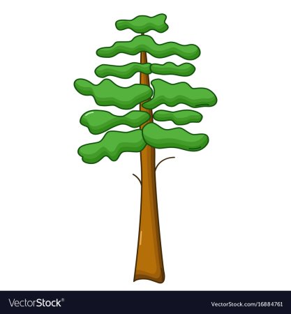 Рисование сосна в старшей группе