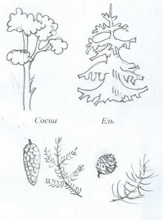 Дерево сосна схематично