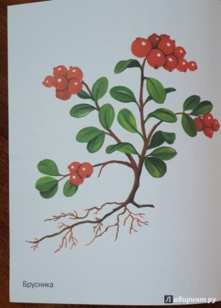 Брусника для детей