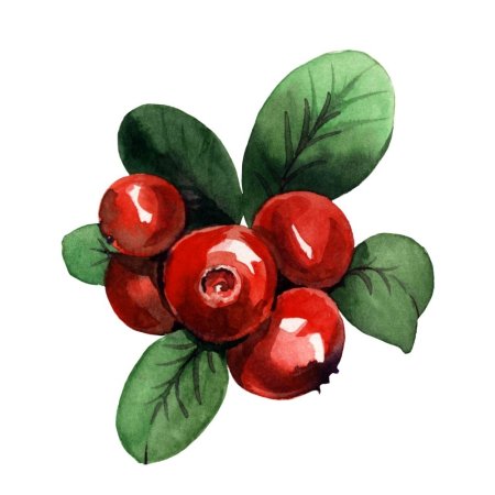 Брусника картинка для детей