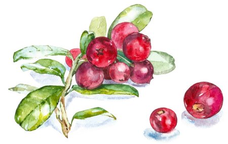 Брусника рисунок