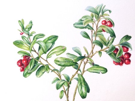 Ягоды клюквы вектор