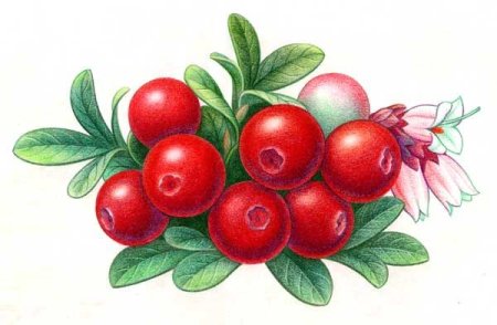 Брусника рисунок