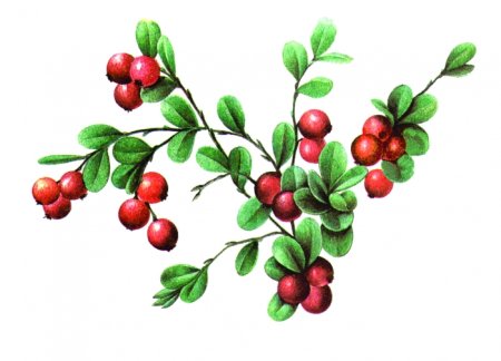 Акварель Ботаническая живопись брусника