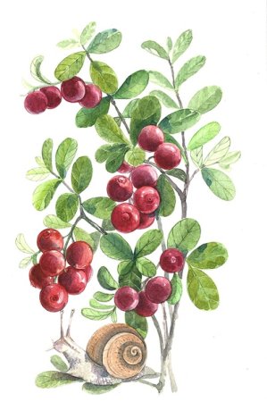 Брусника гуашью