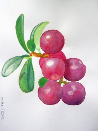 Клюква для дошкольников