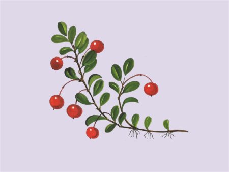 Брусника обыкновенная строение