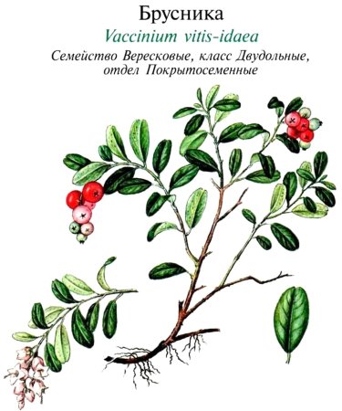 Клюква на ветке