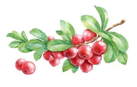 Брусника мультяшная