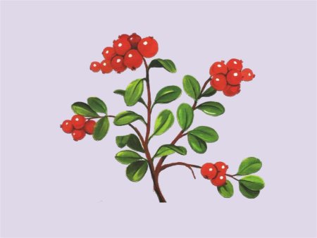 Брусника карандашом цветным