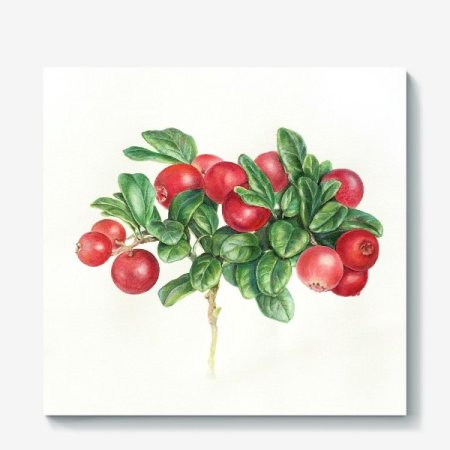 Брусника иллюстрация