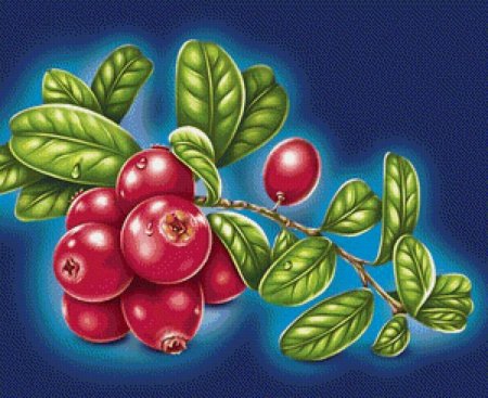 Клюква для дошкольников