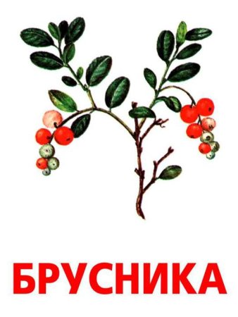 Брусника акварель