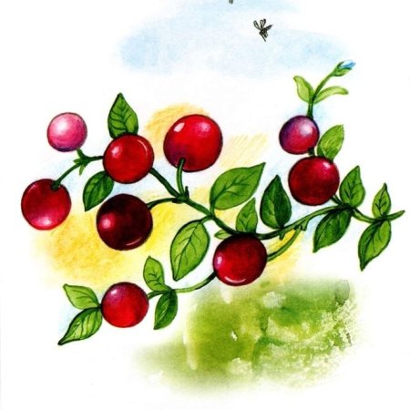 Клюковка мультяшка