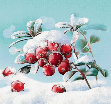 Клюква рисунок