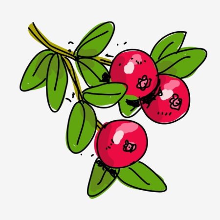 Брусника для дошкольников