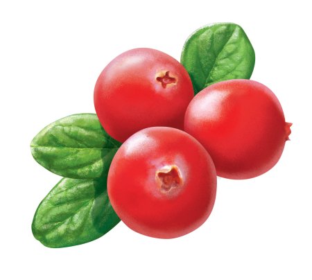 Брусника картинка для детей