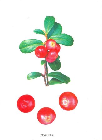 Кизил Ботаническая иллюстрация