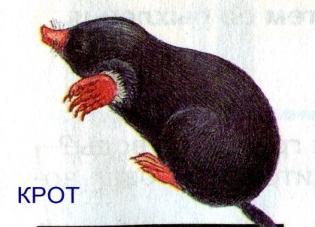 Мультик про крота чешский