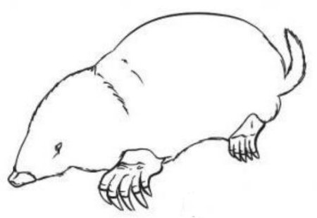 Кртек Крот