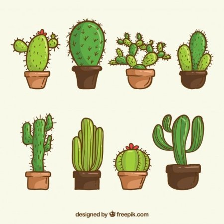 Рисование Кактус