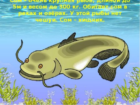 Сом рисунок