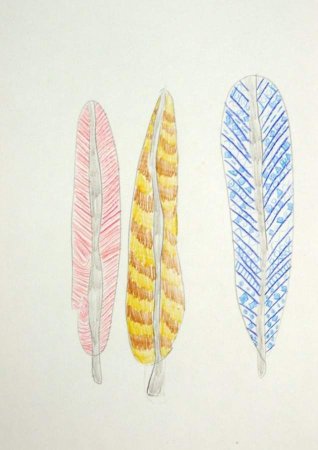 Зарисуйте перья птиц