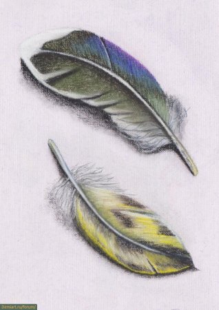Перо птицы для рисования