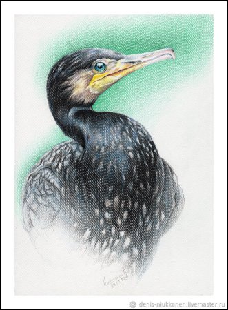 Птица Баклан в СПБ