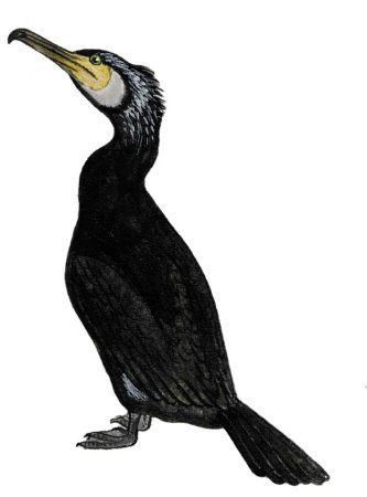 Баклан птица