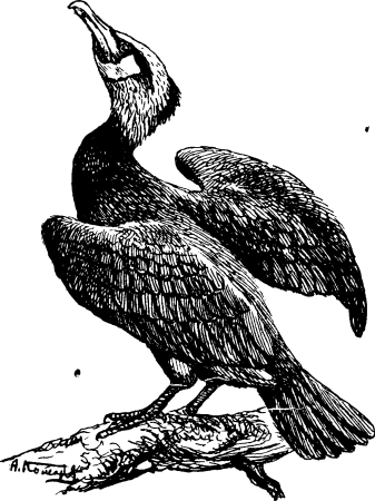 Баклан раскраска