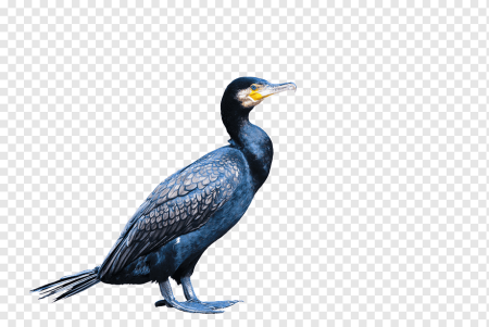 Баклан птица