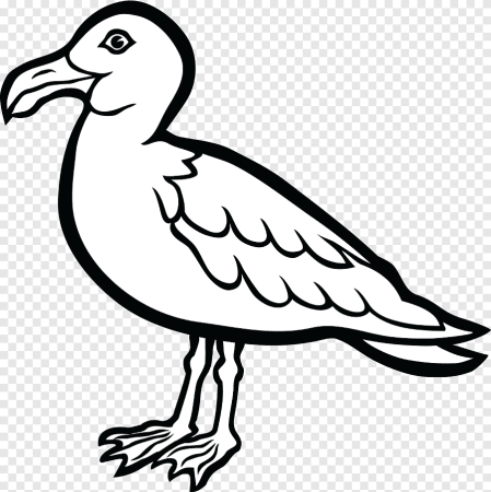 Детская раскраска Баклан