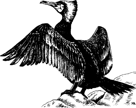 Стеллеров Баклан