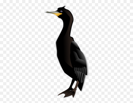 Баклан на белом фоне