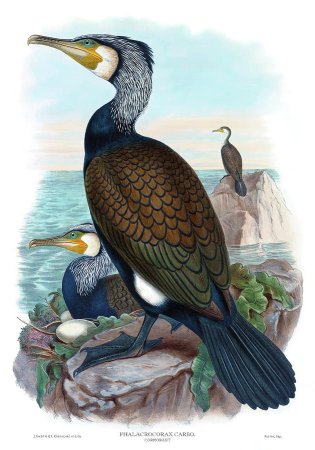 Королевский Баклан птица