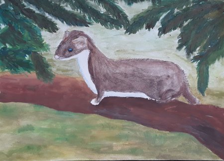 Горностай для детей