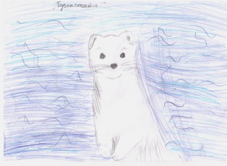 Горностай карандашом