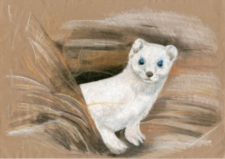 Горностай рисунок